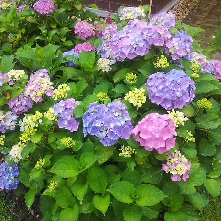 Апартаменти Barbara *